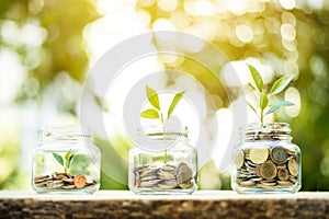 Young plant growing in the glass jars that have money coins