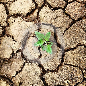 Young plant growing through the ground