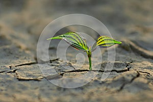 young plant growing through the ground