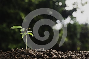 Young plant are growing on the ground incomplete in soft green nature background