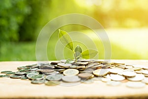 Young plant growing from heap of money coins