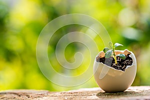 Young plant growing inside an eggshell