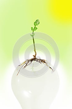 Young plant growing on light bulb