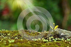 Young plant growing in the morning light and green nature bokeh background , new life growth ecology business financial progress