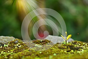 Young plant growing in the morning light and green nature bokeh background , new life growth ecology business financial progress