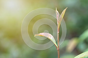 Young plant growing in nature with sunlight