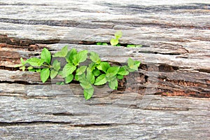 Young Plant Growing On The Old Wooden Tree, New Life Idea Concept With Seedling Growing Tree, Growing Concept