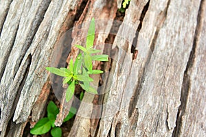 Young Plant Growing On The Old Wooden Tree, New Life Idea Concept With Seedling Growing Tree, Growing Concept