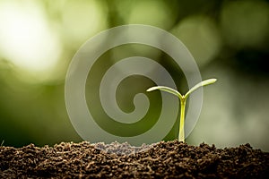 Young plant growing in soil