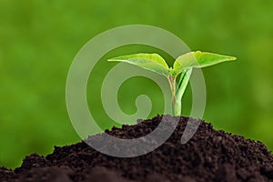 Young plant growing from soil, closeup. Ecology and plant care. New life concept