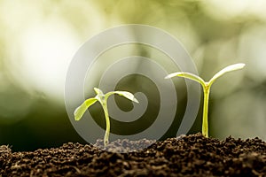 Young plant growing in soil