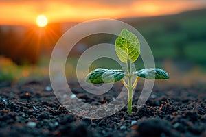 Young plant growing in the soil and morning sunlight