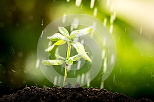 Young plant growing in soil on water drop