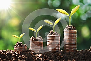 young plant growing step on coins. concept finance and accounting