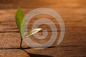 Young plant growing step in garden with sunlight. eco concept. business growth up concept