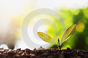 young plant growing with sun light