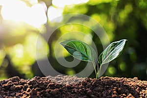 young plant growing with sun light