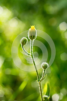 young plant growing with sun light. ecology concept