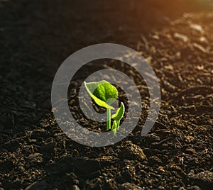 Young Plant Growing In Sunlight