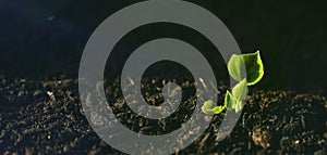 Young Plant Growing In Sunlight