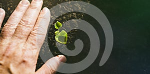 Young Plant Growing In Sunlight