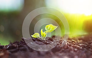 Young Plant Growing In Sunlight