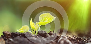 Young Plant Growing In Sunlight