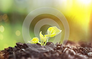 Young Plant Growing In Sunlight