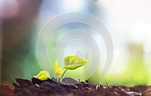 Young Plant Growing In Sunlight