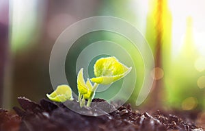 Young Plant Growing In Sunlight