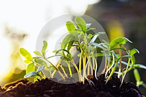 young plant growing with sunlight