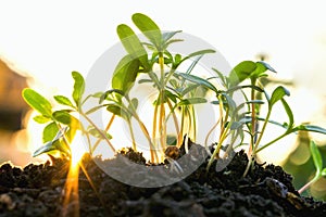 young plant growing with sunlight