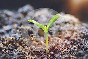 Young Plant Growing In Sunlight.