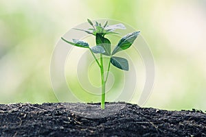 Young Plant Growing In Sunlight