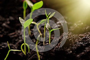 Young Plant Growing In Sunlight. The seedling are growing from the rich soil to the morning sunlight that is shining