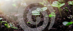 Young Plant Growing In Sunlight. The seedling are growing from the rich soil to the morning sunlight that is shining