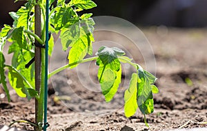 Young plant growing in sunlight, seeds growing in garden, new life, spring,baby tree,gardening,seeding concept