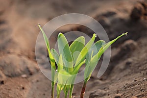 Young Plant Growing In Sunlight.water drop on plant leaves