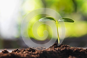 young plant growing with sunshine in nature