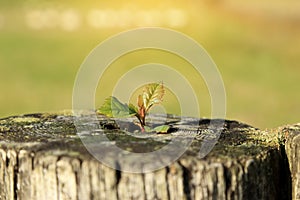 Young plant growing on tree stump with blurred green background. New life or environment symbolic concept