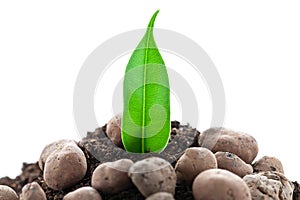 Young plant grows from a fertile soil is isolated on a white