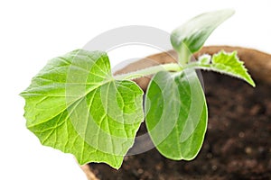 The young plant grows from fertile soil is isolated on a white