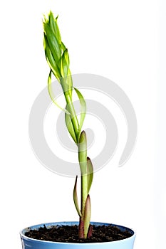 The young plant grows from fertile soil is isolated on a white