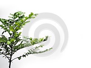 The young plant grows from a fertile soil is isolated on a white background