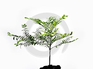 The young plant grows from a fertile soil, isolated on a white background
