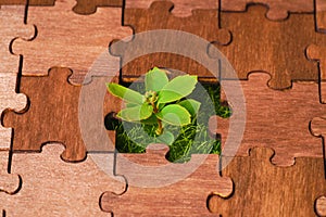 Young plant grows through a jigsaw puzzle