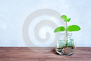 Young Plant Grows in a Money Jar on a Wooden Table