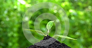 Young plant grows out of the soil on green background