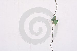 Young plant growth on the crack wall