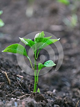 Young plant growth from the forest or seedling that is growing from the soil, with copy space on the left on white